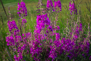 Flowering plants of fireweed, Epilobium angustifolium, as background.