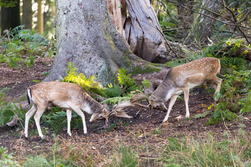 Hirschkampf während der Brunftzeit