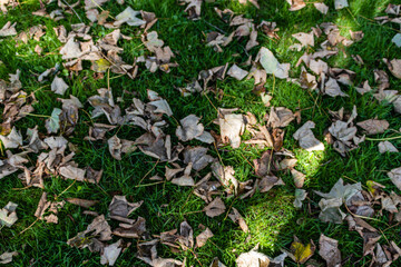 Dead Leaves