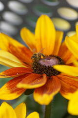 Yellow rudbeckia flower close up with a bee