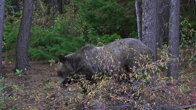 Adult female grizzly bear grazing on berries in forest natural habitat, Kananaskis, Alberta, Canada.