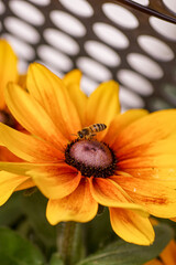 Yellow rudbeckia flower close up with a bee