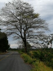 Arbol