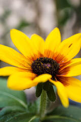 Yellow rudbeckia flower close up