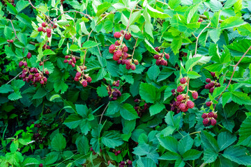 Unripe berries on a bush of the blackberry in garden