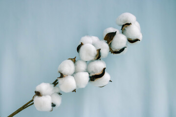A sprig of cotton on a soft blue fabric