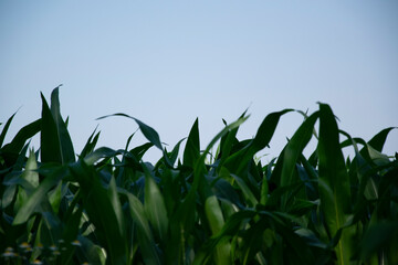 Obraz premium corn field against sky
