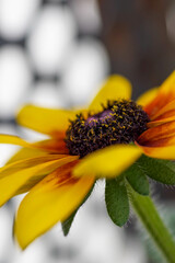 Yellow rudbeckia flower close up