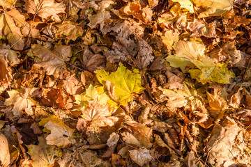 Background of yellow fallen maple leaves