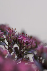 close up of pale rose sedum flowers