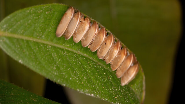 Grasshopper Eggs On A Jabuticaba Leaf