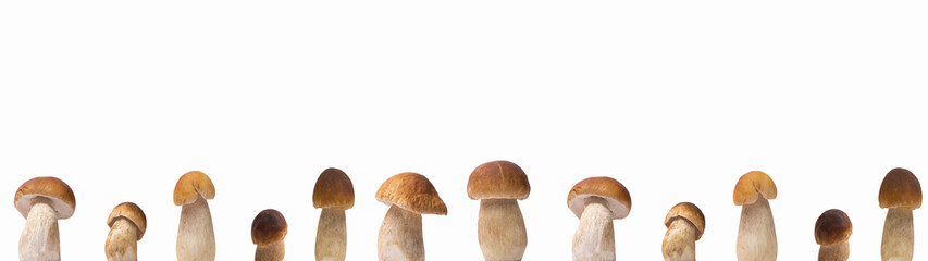 Close up of many different Boletus edulis (king bolete) mushroom isolated on white background...