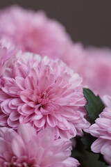 pink chrysanthemum flower close up
