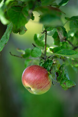 red ripe organic apple on tree