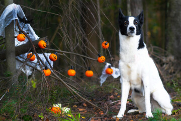 dog portrait of a pet in the forest. Halloween holiday, decoration garland pumpkin jack