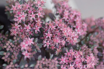 close up of pale rose sedum flowers