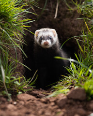 Polecat emerges from rabbit hole
