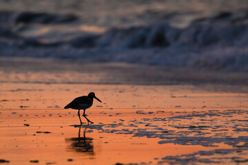 Oystercatcher in Silhouette 