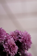 close up of pink chrysanthemum