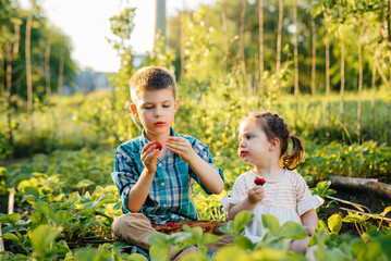 Cute and happy little brother and sister of preschool age collect and eat ripe strawberries in the garden on a Sunny summer day. Happy childhood. Healthy and environmentally friendly crop