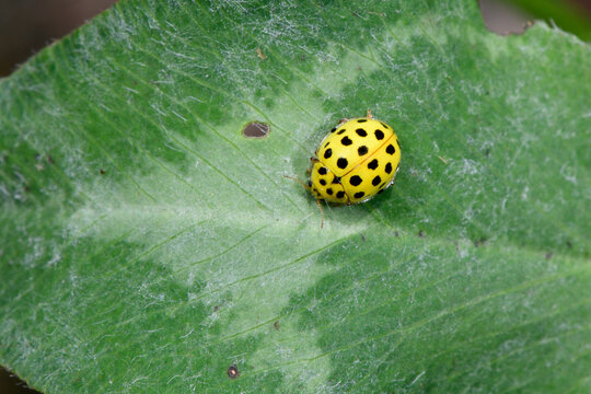 Zweiundzwanzigpunkt-Marienk&auml;fer / Pilz-Marienk&auml;fer (Psyllobora vigintiduopunctata) - 22-spot ladybird