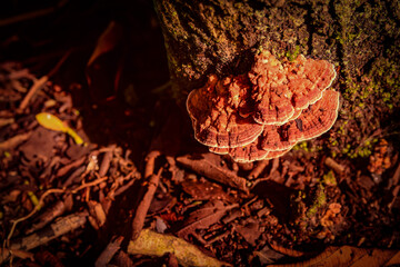Fungi backgrounds that grow on wood and on the ground. They are important in decomposition and help return nutrients to the soil