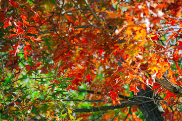 Multicolored view of trees at Paderewski Park, located at Plainville, CT