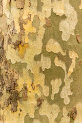 Sycamore bark
