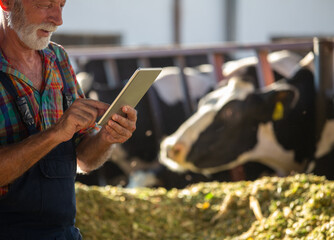 Farmer working on tablet on dairy farm