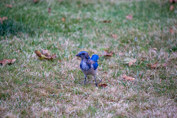 california scrub jay in leafy grass