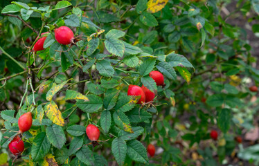 The wild rose Bush.Fresh ripe red rosehip on a green branch with leaves