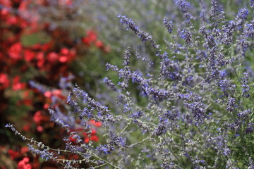 ロシアンセージの花畑