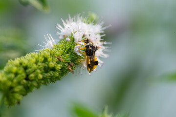 Jagged Ambush Bug waits for their prey, which is usually a bee or wasp.
