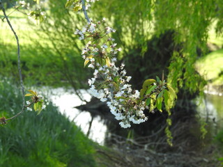 A small tree branch with buds and white flowers