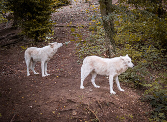 Two white wolves in the woods, wolf, wild, forest