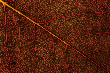 Obraz na płótnie Canvas Leaf