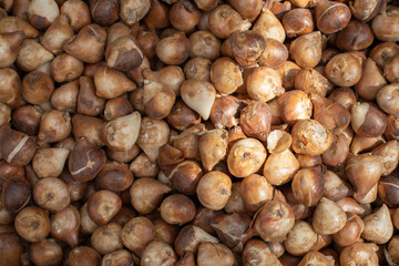 Varietal tulip bulbs damaged by pests and improper storage. Mistakes in gardening seed preparation. Damaged Dutch tulip bulb. Backdrop background