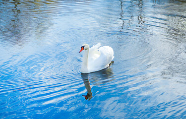 Beautiful white mute swan (Cygnus olor) swimming in blue water