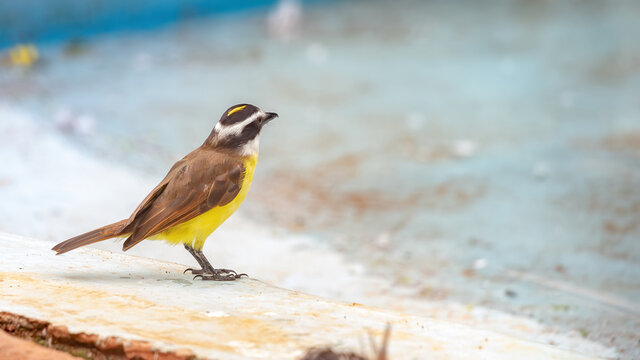 Great Kiskadee of the species Pitangus sulphuratus