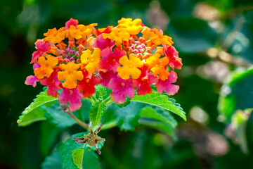 Variegated Lantana 2