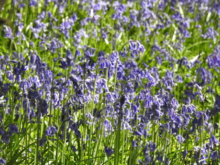 Blue little flowers like bells in the forest