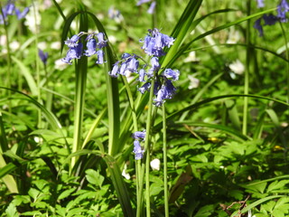 Blue little flowers like bells in the forest