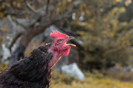 A french chicken singing,.Hen, cock