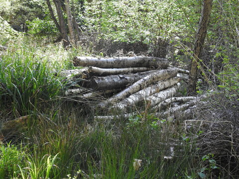 Cut tree trunks overgrown with chuba and mushrooms