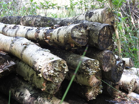 Cut tree trunks overgrown with chuba and mushrooms