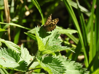 The butterfly is standing on a green leaf