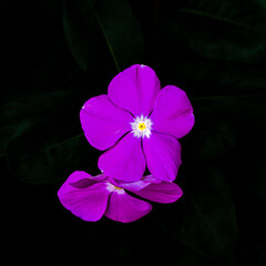 Rosy Periwinkle Purple Flower on a dark blurred background