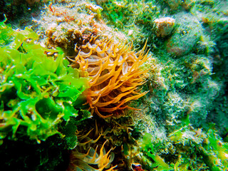 Fototapeta na wymiar Yellow aiptasia glasrose Mediterranean sea anemone - Aiptasia diaphana
