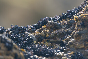 Miesmuscheln am Felsen