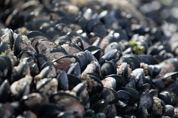 Miesmuscheln am Felsen